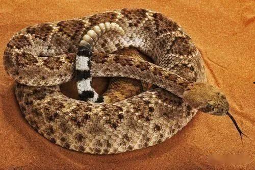 响尾蛇,神秘毒蛇的生存智慧与生态影响