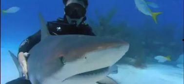 人鲨大战,人鲨大战的生死较量